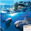 Панно Dolphins  50x50, интернет-магазин Sportcoast.ru