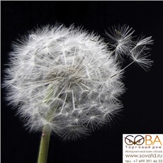 Декор Taraxacum 1  10х10 купить по лучшей цене в интернет магазине стильных обоев Сова ТД. Доставка по Москве, МО и всей России